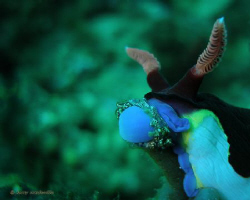 Angelina Lips! Saw this nudi eating.. it looked hilarious... by Larry Medenilla 